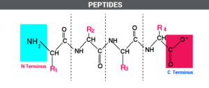 peptides